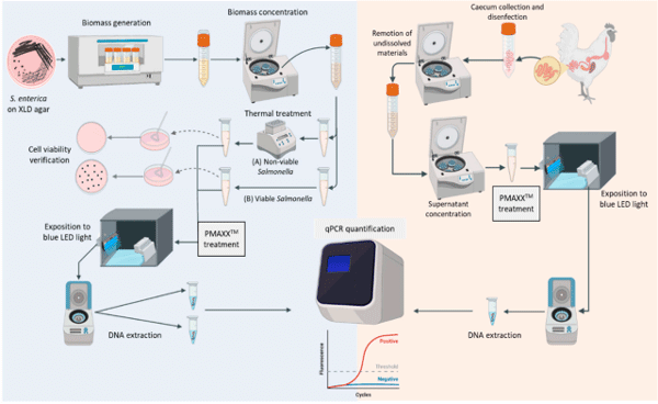 Figure 1. Flowchart of the Salmonella cultivation, thermal shock, PMAxxTM treatment, cell viability verification, and qPCR estimation (left-hand side). Flowchart of caecal collection and further analyses (right-hand side). Image generated with Biorender (https://biorender.com/) (accessed on 7 June 2022-Agreement N◦ KH24938MG0)