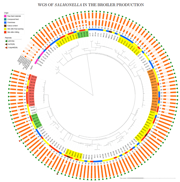 Figure 2. SNP tree analysis of S. Infantis isolates of integration B.