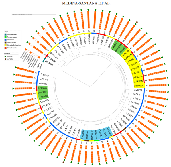 Figure 1. SNP tree analysis of S. Infantis isolates of integration A.