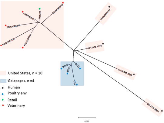 Whole-Genome Sequencing Reveals the Presence of the blaCTX-M-65 Gene in Extended-Spectrum ß-Lactamase-Producing and Multi-Drug-Resistant Clones of Salmonella Serovar Infantis Isolated from Broiler Chicken Environments in the Galapagos Islands - Image 4