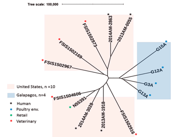 Whole-Genome Sequencing Reveals the Presence of the blaCTX-M-65 Gene in Extended-Spectrum ß-Lactamase-Producing and Multi-Drug-Resistant Clones of Salmonella Serovar Infantis Isolated from Broiler Chicken Environments in the Galapagos Islands - Image 5