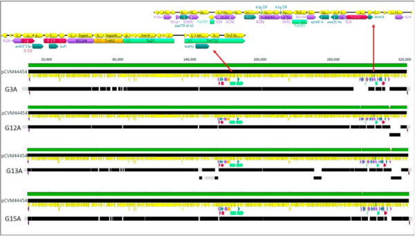 Whole-Genome Sequencing Reveals the Presence of the blaCTX-M-65 Gene in Extended-Spectrum ß-Lactamase-Producing and Multi-Drug-Resistant Clones of Salmonella Serovar Infantis Isolated from Broiler Chicken Environments in the Galapagos Islands - Image 3