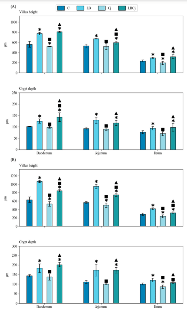 Figure 2. Effects of bacterial treatment on intestinal morphometry at two sampling points. (A) Four days post-infection (dpi) and (B) 7 dpi. Values are mean ± SE (n = 9). * designates significant differences with the control group;  with the probiotic group; N with the C. jejuni group. C, control; LB, L. fermentum; Cj, C. jejuni; LBCj, coexposure; dpi, days post-infection; SE, standard error.