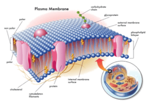 Crafting a Symphony of Poultry Health and Production with Choline - Image 1