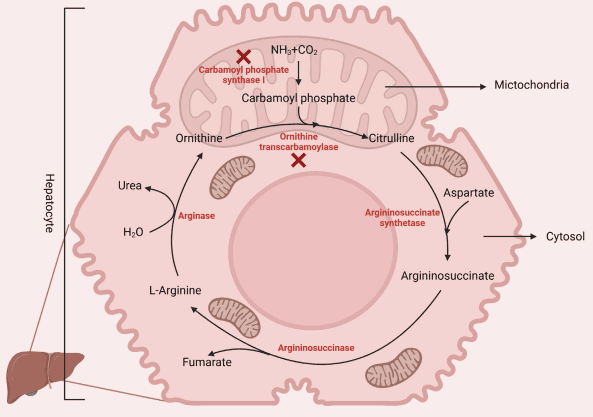 FIGURE 1 Birds lack the enzyme carbamoyl phosphate synthase-1 (incomplete urea cycle), making L-arginine dietary essential. However, poultry can synthesize arginine from citrulline via arginosuccinate synthase and lyase. Created with biorender.com (21 May 2022).