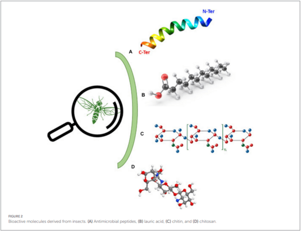 Insects as an alternative protein source for poultry nutrition: a review - Image 4