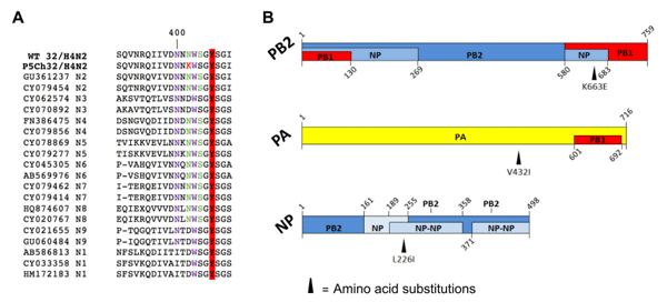 South American H4N2 influenza A virus improved replication in chicken trachea after low number of passages - Image 1