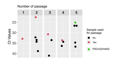 FIGURE 1 Passages of A/silver teal/Argentina/CIP051-32/2011(H4N2; 32/H4N2) in 3-days old chickens. Adaptation was attempted by serially passaging the 32/H4N2 virus in specified pathogen-free chickens. In passage 1, the pool of lung homogenates were utilized as inoculum for passage 2. Afterwards, the lung homogenate with the lowest Ct value within the group (red dots) was utilized as inoculum for the next group. The green dot represents the chicken from which the P5Ch32/H4N2 virus was characterized.