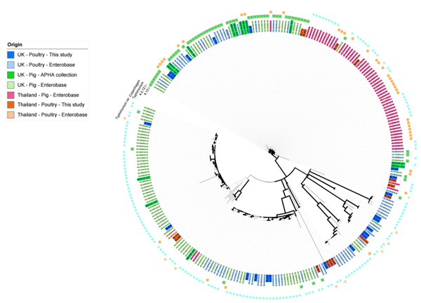 FIGURE 1 Maximum likelihood tree of S. Typhimurium, S. Typhimurium variant Copenhagen, S. 1,4,[5],12:i:-, and S. 1,4,12:i:- isolates based on SNPs in the coregenome. The tree was constructed in RaxML-NG using 17,263 single nucleotide polymorphisms (SNP). The isolate names have been colored based on their country, source, and database of origin. Dark blue corresponds to sequences from the APHA isolate collection belonging to the UK poultry included in this study (n = 21); dark green represents archived APHA UK pig isolates (n = 14); dark orange represents isolates from the study collection belonging to Thai poultry (n = 13); light blue represents Enterobase isolates belonging to UK poultry (n = 64); light green represents Enterobase isolates belonging to UK pigs (n = 96); light orange represents Enterobase isolates belonging to poultry from Thailand (n = 2); and light pink represents Enterobase isolates from pigs in Thailand (n = 57). Branches are colored in black for bootstrap values of > 70 to provide confidence. The outer ring indicates the serovar of the isolates.