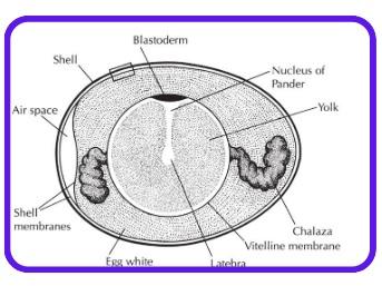 Proper Handling for Safe Eggs - Image 2