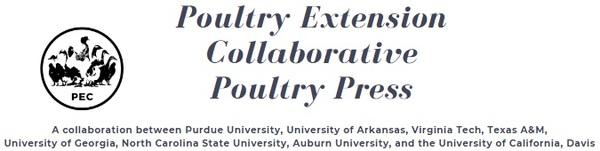 On-Farm Hatching of Broiler Chicks: An Overview - Image 1