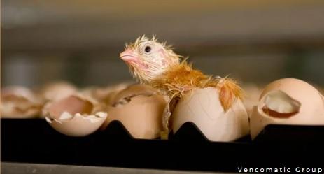 On-Farm Hatching of Broiler Chicks: An Overview - Image 5