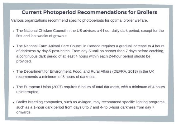 Effects of Day-length (Photoperiod) on Broiler Welfare - Image 3