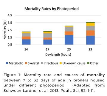 Effects of Day-length (Photoperiod) on Broiler Welfare - Image 4