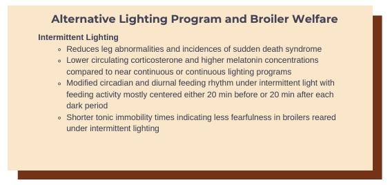 Effects of Day-length (Photoperiod) on Broiler Welfare - Image 5