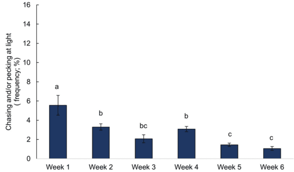 Providing environmental enrichments can reduce subclinical spondylolisthesis prevalence without affecting performance in broiler chickens - Image 7