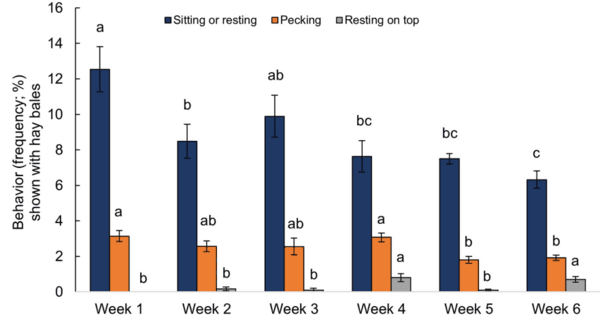 Providing environmental enrichments can reduce subclinical spondylolisthesis prevalence without affecting performance in broiler chickens - Image 6