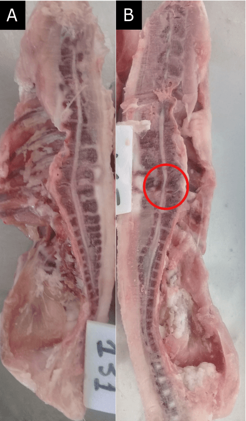 Providing environmental enrichments can reduce subclinical spondylolisthesis prevalence without affecting performance in broiler chickens - Image 3