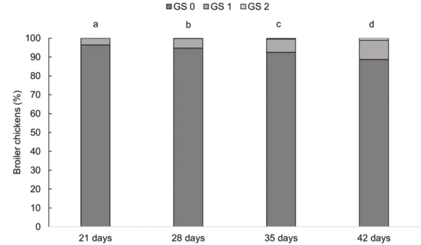 Providing environmental enrichments can reduce subclinical spondylolisthesis prevalence without affecting performance in broiler chickens - Image 8