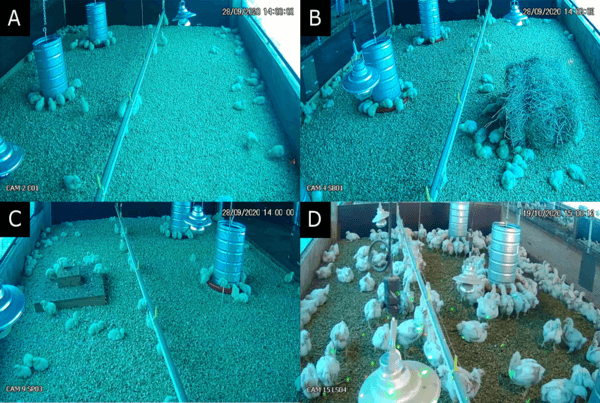 Providing environmental enrichments can reduce subclinical spondylolisthesis prevalence without affecting performance in broiler chickens - Image 1