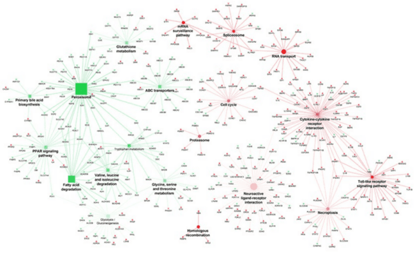 Host transcriptome response to heat stress and Eimeria maxima infection in meat-type chickens - Image 6