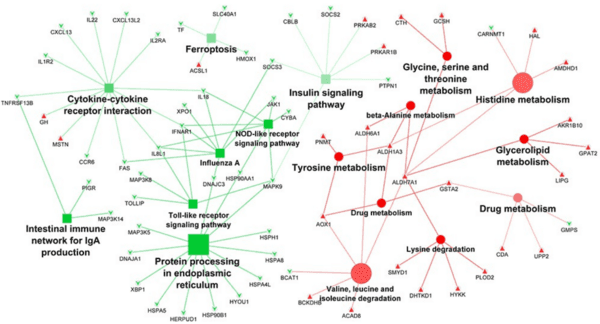 Host transcriptome response to heat stress and Eimeria maxima infection in meat-type chickens - Image 3