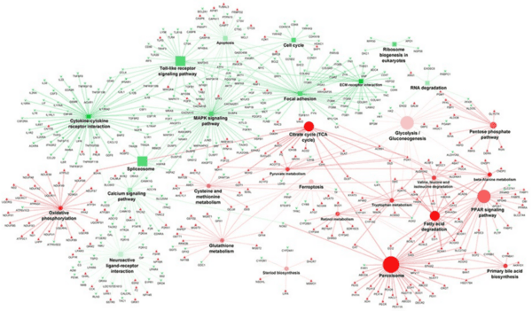 Host transcriptome response to heat stress and Eimeria maxima infection in meat-type chickens - Image 12