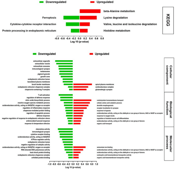 Host transcriptome response to heat stress and Eimeria maxima infection in meat-type chickens - Image 4