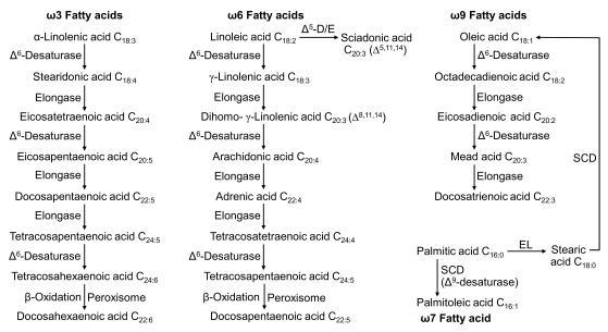 Fig. 4.1 Elongation of the unsaturated fatty acid chain beyond C18, as well as the formation of monosaturated fatty acids in the smooth endoplasmic reticulum. This metabolic pathway also requires the addition of acetyl-CoA as malonyl-CoA to the hydrocarbon chain, as well as NADPH. The shortening of a polyunsaturated fatty acid chain from C24 to C22 through β-oxidation in the peroxisome is also shown. All desaturases are localized in the smooth endoplasmic reticulum. ∆5-D/ E = ∆5-desaturase and elongase; EL = elongase; SCD = stearoyl-CoA desaturase (∆9 desaturase)