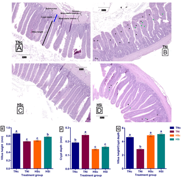 Fig 8. The ileal histopathology and morphological parameters. The histopathology picture: Photomicrograph of ileum tissue stained with hematoxylin and eosin (H&E), at 100x magnification, of TNc (A), TNi (B), HSc (C), and HSi (D); the villus height (E); the crypt depth (F); the villus height to crypt depth ratio (G); at 6 dpi of chickens infected with E. maxima and their uninfected controls that are raised in thermoneutral or heat stress environment: TNc = thermoneutral control, TNi = thermoneutral infected, HSc = heat stress control, HSi = heat stress infected. Significant differences (p < 0.05) were depicted by different letters. The error bars represent the SEM. The ileum histological components were illustrated (A). The arrow heads point the E. maxima stages (B, D) gametocytes (black arrow heads) and schizonts (green arrowheads).