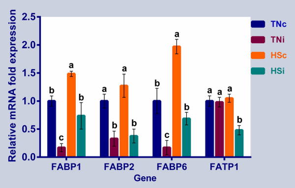 Fig 5. The mRNA expression of the ileal fatty acid transporters. The mRNA fold expression of the ileal fatty acid transporters at 6 dpi of chickens infected with E. maxima and their uninfected controls that are raised in a thermoneutral or heat stress environment: TNc = thermoneutral control, TNi = thermoneutral infected, HSc = heat stress control, HSi = heat stress infected. Significant differences (p < 0.05) were depicted by different letters. The error bars represent the SEM.