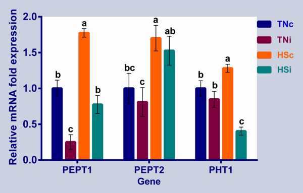 Fig 6. The mRNA expression of the ileal peptide transporters. The mRNA fold expression of the ileal peptide transporters at 6 dpi of chickens infected with E. maxima and their uninfected controls that are raised in a thermoneutral or heat stress environment: TNc = thermoneutral control, TNi = thermoneutral infected, HSc = heat stress control, HSi = heat stress infected. Significant differences (p < 0.05) were depicted by different letters. The error bars represent the SEM.