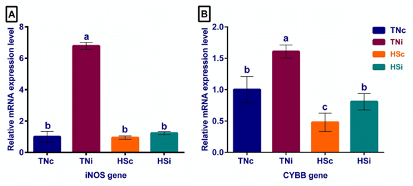 Fig 9. The mRNA expression of ileum tissue oxidative gene. The mRNA fold expression of ileum tissue oxidative genes iNOS (A) and CYBB (B) at 6 dpi of chickens infected with E. maxima and their uninfected controls that are raised in a thermoneutral or heat stress environment: TNc = thermoneutral control, TNi = thermoneutral infected, HSc = heat stress control, HSi = heat stress infected. Significant differences (p < 0.05) were depicted by different letters. The error bars represent the SEM.