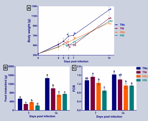 Fig 2. Chickens’ growth, feed intake, and FCR. The average body weight at 4, 5, 6, 7, and 14 dpi (A), feed intake at 7 and 14 dpi (B), and feed conversion ratio (FCR) at 7 and 14 dpi (C) of chickens infected with E. maxima and their uninfected controls that are raised in a thermoneutral or heat stress environment: TNc = thermoneutral control, TNi = thermoneutral infected, HSc = heat stress control, HSi = heat stress infected. Significant differences (p < 0.05) were depicted by different letters. The error bars represent the SEM.