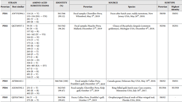 Table 4. Amino acid substitutions in the Hemagglutinin protein of AIV isolated from wild birds in Peru.