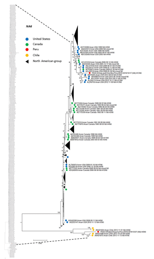 Fig 5. Phylogenetic tree of NA subtype N6 of two isolates detected in a kelp gull and a mallard in Peru, and others detected in America. The tree was generated using a maximum likelihood method with 1000 replicates of bootstrap using GTR+G+I as nucleotide substitution model. They were included in the tree with the Peruvian strains (PE-02 and PE-04) and 585 sequences of complete coding region of NA subtype N6 that was detected in America through all time. A subtree of the complete phylogenetic analysis, including isolates identified in our study is shown. N6 sequences from United States (blue), Canada (green), Chile (orange) and Peru (red) are deployed. Collapsed groups of North American N6 sequences are shown in black triangles. The complete phylogenetic tree is shown at the side for reference