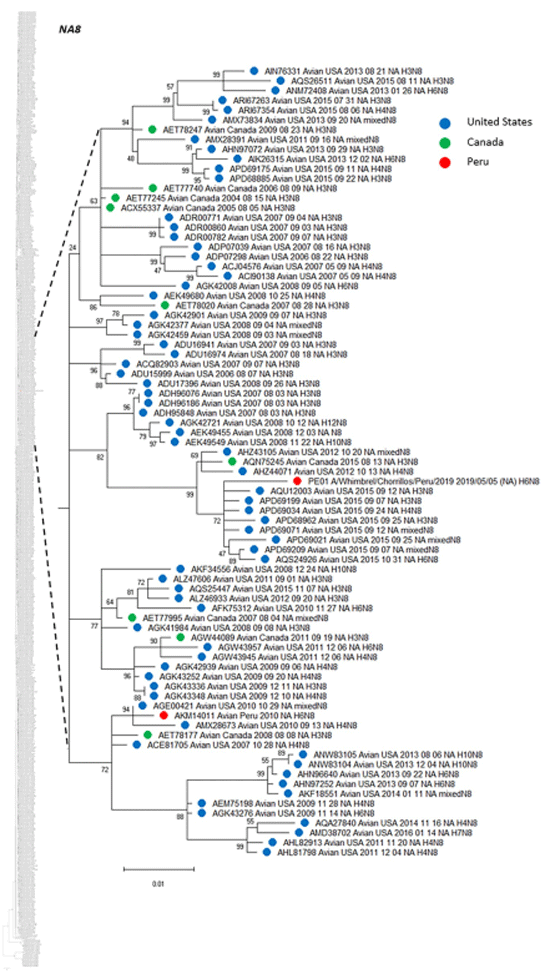 Fig 6. Phylogenetic tree of NA subtype N8 of an isolate from a whimbrel in Peru and others detected in America. The tree was generated using a maximum likelihood method with 1000 replicates of bootstrap using GTR+G+I as nucleotide substitution model. They were included in the tree with the Peruvian strain (PE-01) and 741 sequences of complete coding region of NA subtype N8 that was detected in America through all time. A subtree of the complete phylogenetic analysis, including the isolate identified in our study is shown. N8 sequences from United States (blue), Canada (green) and Peru (red) are deployed. The complete phylogenetic tree is shown at the side for reference