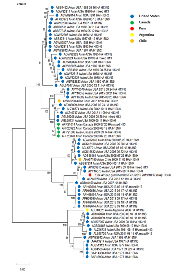 Fig 3. Phylogenetic tree of HA subtype H13 of an isolate detected in a kelp gull in Peru, and others detected in America. The tree was generated using a maximum likelihood method with 1000 replicates of bootstrap using GTR+G +I as nucleotide substitution model. They were included in the tree with the Peruvian strain (PE-04) and 64 sequences of complete coding region of HA subtype H13 that was detected in America through all time. H13 sequences from United States (blue), Canada (green), Argentina (yellow), Chile (orange) and Peru (red) are deployed.