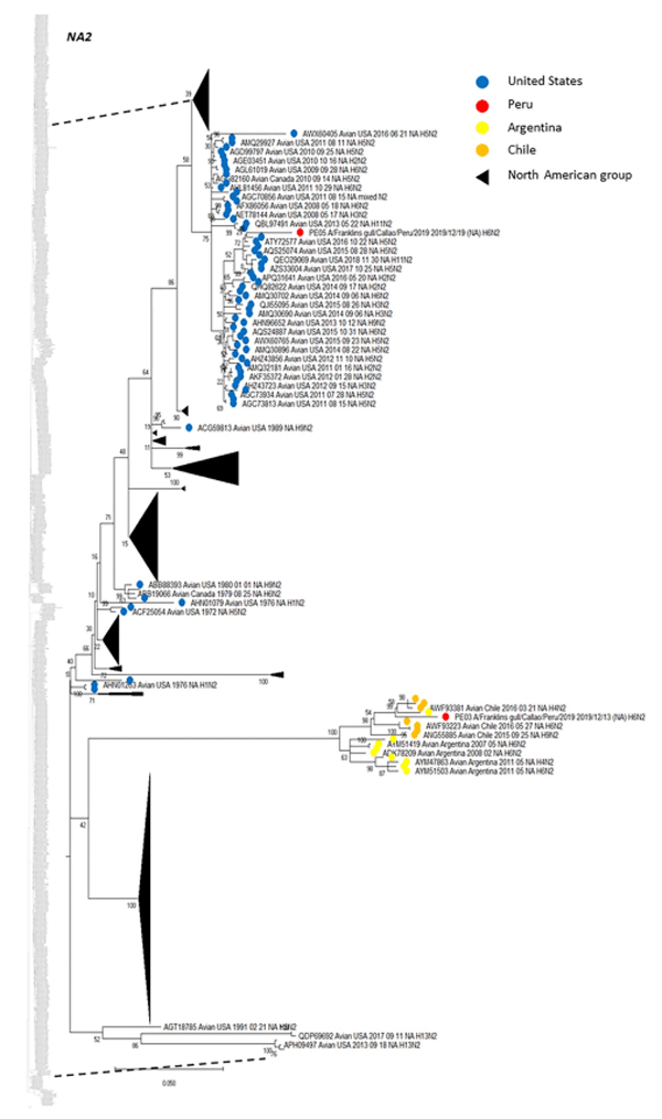 Fig 4. Phylogenetic tree of NA subtype N2 of isolates detected in two franklins gulls in Peru, and others detected in America. The tree was generated using a maximum likelihood method with 1000 replicates of bootstrap using GTR +G+I as nucleotide substitution model. They were included in the tree with the Peruvian strains (PE-03 and PE-05) and 1020 sequences of complete coding region of NA subtype N2 that was detected in America through all time. A subtree of the complete phylogenetic analysis, including isolates identified in our study is shown. N2 sequences from United States (blue), Argentina (yellow), Chile (orange) and Peru (red) are deployed. Collapsed groups of North American N2 sequences are shown in black triangles. The complete phylogenetic tree is shown at the side for reference
