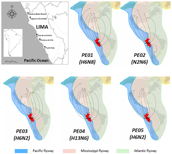 Fig 7. Schematic representation of genetic flow of avian influenza virus isolates obtained in the study. Most of the viral genes has closely related relatives from isolates in North America, reflecting the genetic flow of AIV isolated in Peru comes from relatives in North American countries. Isolates PE-02 (H2N6) and PE-03 (H6N2) has both NA genes with common relatives from South America. In addition, sample PE-02 has also HA and MP from common ancestor from Chile and Argentina, respectively. PE-05 has a MP gene closely related to an isolate from Peru. The Pacific (sky blue), Mississippi (orange) and the Atlantic (green) flyways are shown