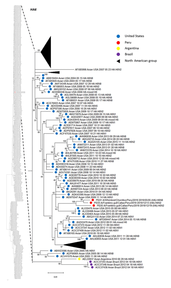 Fig 2. Phylogenetic tree of HA subtype H6 of three isolates detected in whimbrel and franklin gull in Peru, and others detected in America. The tree was generated using a maximum likelihood method with 1000 replicates of bootstrap using GTR+G+I as nucleotide substitution model. They were included in the tree with the Peruvian strains (PE-01, PE-03 and PE-05) and 477 sequences of complete coding region of HA subtype H6 that was detected in America through all time. A subtree of the complete phylogenetic analysis, including those isolates identified in our study is shown. H6 sequences from United states isolates (blue), Argentina (yellow), Brazil (purple) and Peru (red) are deployed. Collapsed groups of North American H6 sequences is shown in black triangle. The complete phylogenetic tree is shown at the side for reference