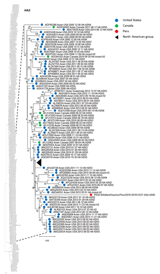 Fig 1. Phylogenetic tree of HA subtype H2 of an isolate detected in a kelp gull in Peru, and others detected in America. The tree was generated using a maximum likelihood method with 1000 replicates of bootstrap using GTR+G +I as nucleotide substitution model. They were included in the tree with the Peruvian strain (PE-02) and 256 sequences of complete coding region of HA subtype H2 that was detected in America through all time. A subtree of the complete phylogenetic analysis, including the isolate identified in our study is shown. H2 sequences from United states isolates (blue), Canada (green) and Peru (red) are deployed. A collapsed group of North American H2 sequences is shown in black triangle. The complete phylogenetic tree is shown at the side for reference.