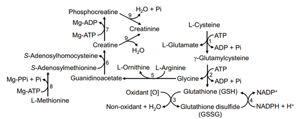 Fig. 1 Synthesis of creatine and glutathione in fsh. Creatine is produced from glycine in the presence of L-arginine and L-methionine in fsh (primarily in skeletal muscle) and is phosphorylated to phosphocreatine to store energy in tissues. In the animals, creatine and phosphocreatine are spontaneously converted into creatinine at 1.7%/d. On the other hand, glutathione is formed from glycine in the presence of L-cysteine and L-glutamate in fsh (primarily the liver). In response to oxidants, glutathione is oxidized to glutathione disulfde, which is enzymatically reduced to glutathione in the presence of NADPH+ H+. The enzymes that catalyze these reactions are: (1) γ-glutamyl-cysteine synthetase; (2) glutathione synthetase; (3) nonenzymatic reaction; (4) glutathione reductase; (5) arginine:glycine amidinotransferase; (6) guanidinoacetate methyltransferase; (7) creatine kinase; (8) S-adenosylmethionine synthetase; and (9) non-enzymatic (spontaneous) reaction