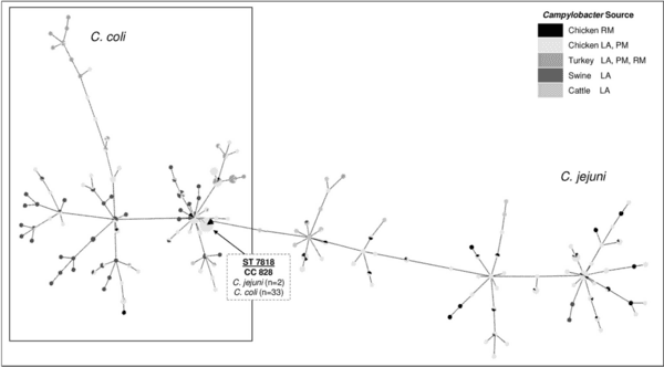 Antimicrobial resistance and interspecies gene transfer in Campylobacter coli and Campylobacter jejuni isolated from food animals, poultry processing, and retail meat in North Carolina, 2018–2019 - Image 6