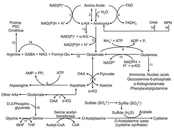 Figure 1. Production and utilization of ammonia by microorganisms in the rumen of ruminants. GABA, γ-aminobutyrate; Formyl-Glu, formylglutamate; α-KA, α-ketoacids; α-KG, α-ketoglutarate; NAG, N-acetylglutamate; P5C, pyrroline-5-caroxylate. The enzymes that catalyze the indicated reactions are: (1) amino acid (AA) dehydrogenases; (2) AA transaminases; (3) AA deaminases; (4) AA oxidases; (5) glutamate dehydrogenase; (6) glutamine synthetase; (7) glutamate-oxaloacetate transaminase (aspartate transaminase); (8) glutamate-pyruvate transaminase (alanine transaminase); (9) asparagine synthetase; (10) The syntheses of NAG, GABA, P5C, and formyl-Glu from glutamate are catalyzed by NAG synthase, glutamate decarboxylase, γ-glutamyl kinase plus glutamyl semialdehyde dehydrogenase, and complex enzymes, respectively; (11) a series of enzymes required in multiple pathways; (12) glutamate synthase (also known as NADPH-dependent glutamine:αketoglutarate amidotransferase; glutamine + 2 α-ketoglutarate + NADPH + H+ → 2 glutamate + NADP+ ); and (13) conversion of α-ketoacids to α-ketoglutarate via various reactions; (14) the enzymes for converting NAG into arginine; (15) arginase, ornithine aminotransferase, and P5C reductase; and (16) enzymes for converting D-3-phosphoglycerate and glutamate into serine; (17) serine hydroxymethyltransferase; (18) urease; and (19) enzymes for converting non-protein nitrogen into ammonia. MTF, N5 -N10-methylene tetrahydrofolate; NAG, N-acetyl-glutamate; OAA = oxaloacetate; NPN, non-protein nitrogen; P5C, pyrroline-5-carboxylate; THF, tetrahydrofolate. Other AAs include His, Lys, Phe, and branched-chain AAs. Adapted from Wu [30].