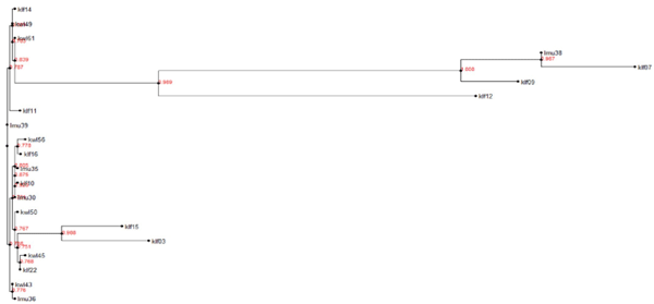 Fig 6. Phylogenetic tree of Aspergillus species section Flavi confirmed by use of calmodulin gene. The tree shows Aspergillus isolates previously detected by ITS and 28S rDNA regions. The phylogeny was inferred using maximum likelihood method of newick tree generated using the Fasttree package. A bootstrap replication of 1000 was used