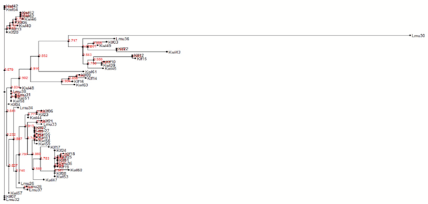 Fig 5. Phylogeny of Aspergillus isolates recovered from cashew nuts using nucleotide sequences from ITS region. The phylogeny was inferred using maximum likelihood method of newick tree generated using the Fasttree package. A bootstrap replication of 1000 was used.