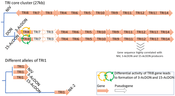 Two distinct Fusarium graminearum populations colonized European wheat in the past two decades - Image 3