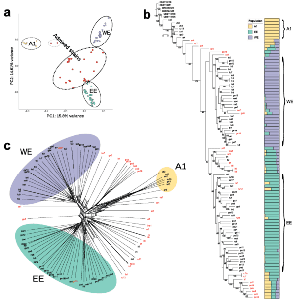 Two distinct Fusarium graminearum populations colonized European wheat in the past two decades - Image 1