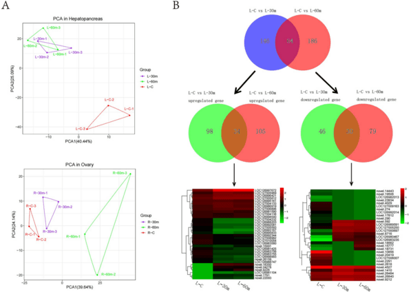 Transcriptome and metabolomics analysis of adaptive mechanism of Chinese mitten crab (Eriocheir sinensis) to aflatoxin B1 - Image 2